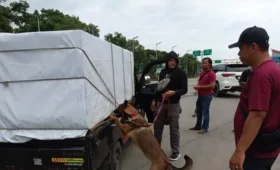Anjing K-9 Polri Gagalkan Penyelundupan Narkoba di Pelabuhan Bakauheni